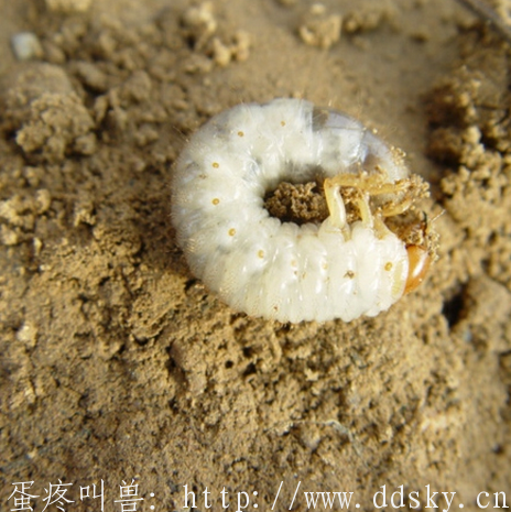 中国人到底有多能吃